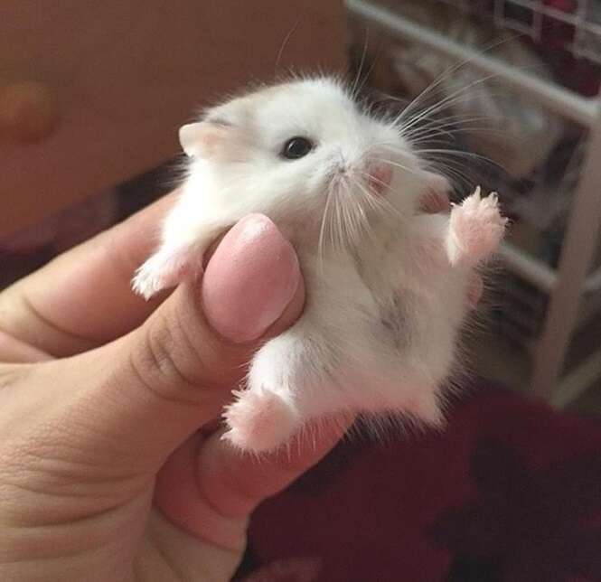 Bichinhos peludos que aquecerão qualquer coração