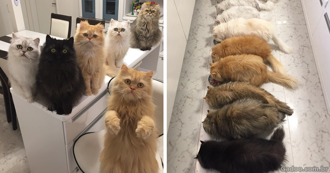 Esta mulher está levando o Instagram à loucura com seus 12 gatos persas