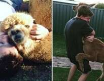 Adolescente que não podia ter cão consegue alpaca