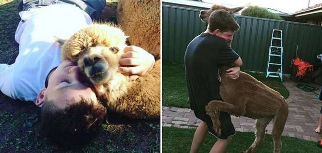 Adolescente que não podia ter cão consegue alpaca