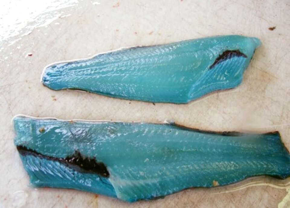 Esse peixe tem a carne totalmente azul