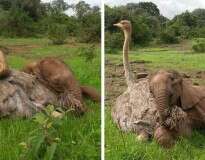 Elefante órfão é consolado por avestruz após ser separado de sua mãe