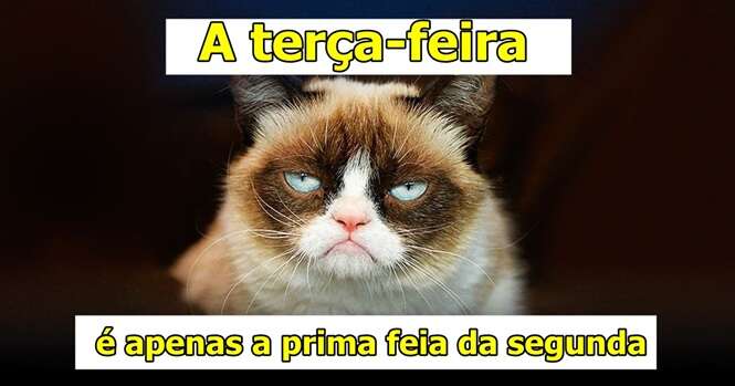 Gatos hilários que lembram nós mesmos no trabalho