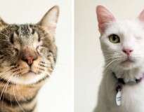 Fotógrafo registra beleza de gatos cegos para ajudá-los a serem adotados