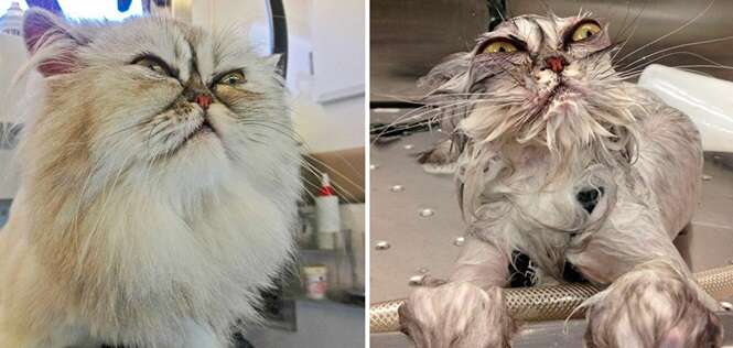 Fotos hilárias de animais depois do banho