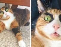 Gato com sobrancelha peculiar faz sucesso nas redes sociais