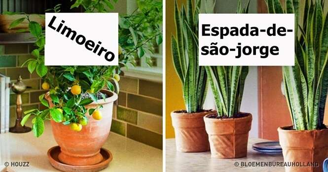 Plantas que criam o microclima perfeito em sua casa