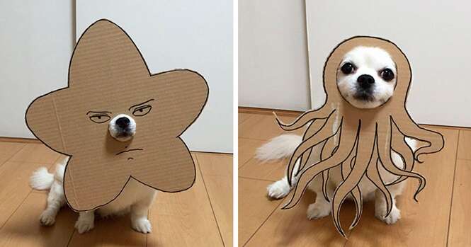 Japonesa cria 59 imagens divertidas usando papelão e seu cão