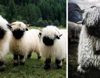 29 imagens de ovelhas que você é quem vai dizer se são bonitas ou feias