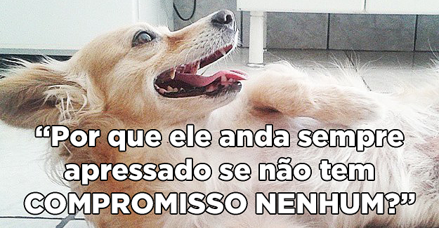 Coisas que todo mundo que tem cachorro já pensou