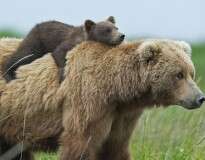 15 fotos de ursinhos e suas mamães