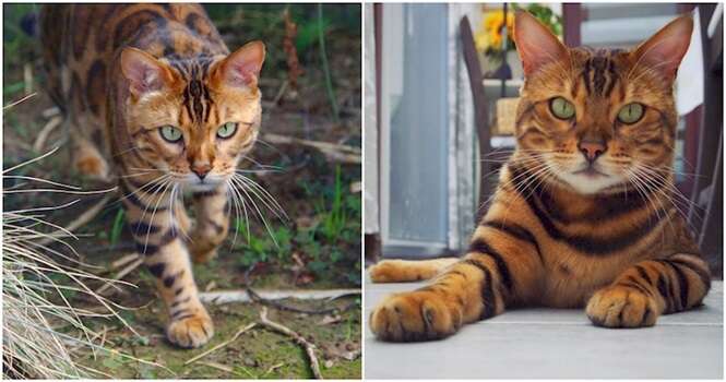 Conheça Thor, o gato-de-bengala que tem listras perfeitas