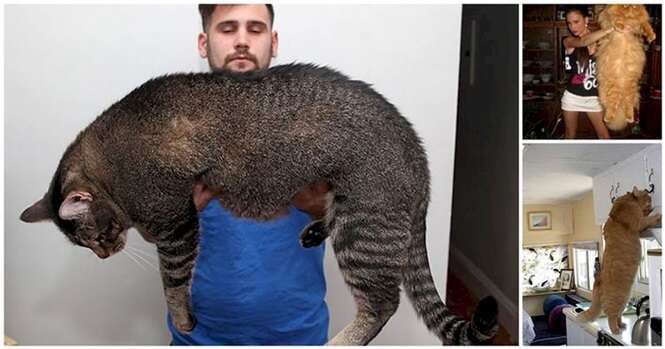 Fotos de gatos gigantes que já foram pequenos um dia