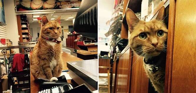 Esse lindo gatinho “trabalha” há nove anos e nunca tirou férias