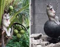 Cachorro fica preso em árvore e inspira internautas a fazerem montagens divertidas