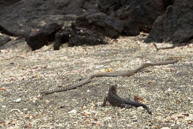 Vídeo de iguana sendo perseguida por diversas cobras vai te fazer suar