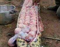 Agricultores matam imensa cobra “gorda” e encontram dezenas de ovos dentro dela