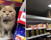 Esse gatinho já foi expulso de um supermercado várias vezes, mas sempre volta