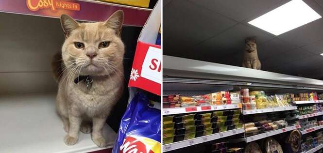 Esse gatinho já foi expulso de um supermercado várias vezes, mas sempre volta