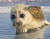 Fotógrafo passa 3 anos tentando fazer imagens de focas no gelo, até este lindo filhote se aproximar dele