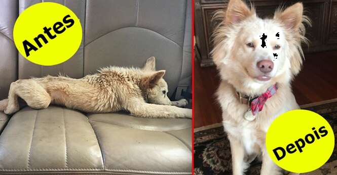 Cães que mudaram completamente depois de terem sido resgatados