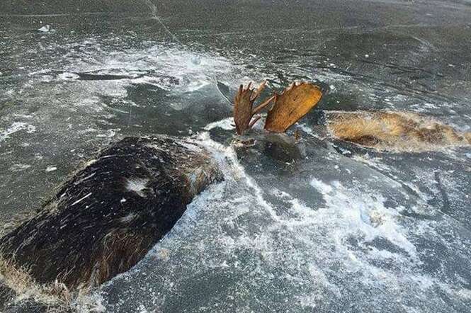 Dois alces que se enfrentavam em um combate mortal foram encontrados congelados assim