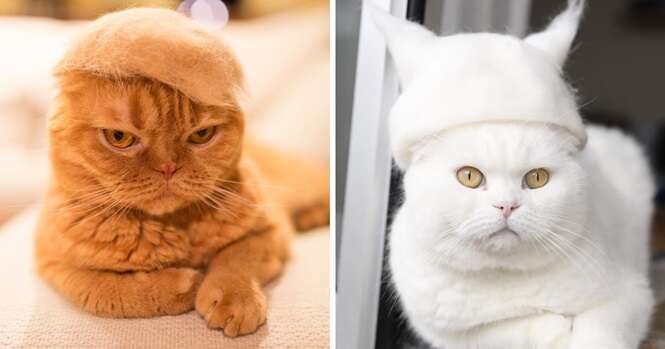 Estas 13 fotos mostram gatos usando “chapéus” feitos de seus próprios pelos