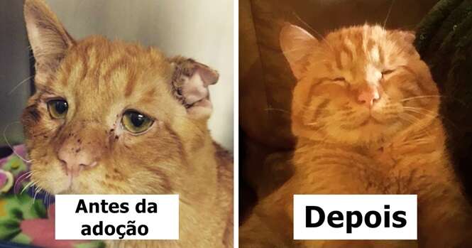 Casal adota “gato mais triste do mundo” e o salva de ser sacrificado