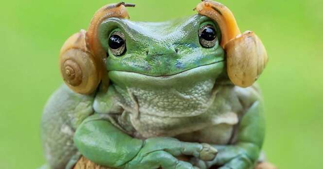 Foto de sapo parecendo princesa estimula internautas a fazerem montagens hilárias