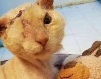 Apesar de ter sido vítima de ataque a ácido, este gato ainda confia nos seres humanos