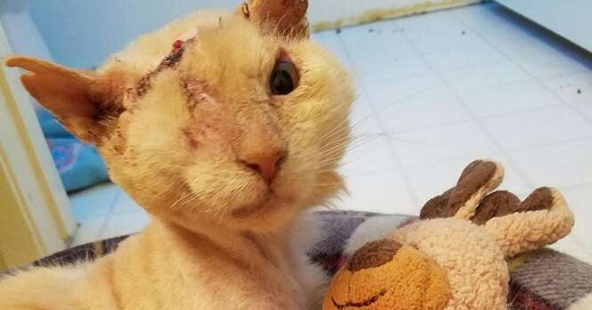 Apesar de ter sido vítima de ataque a ácido, este gato ainda confia nos seres humanos