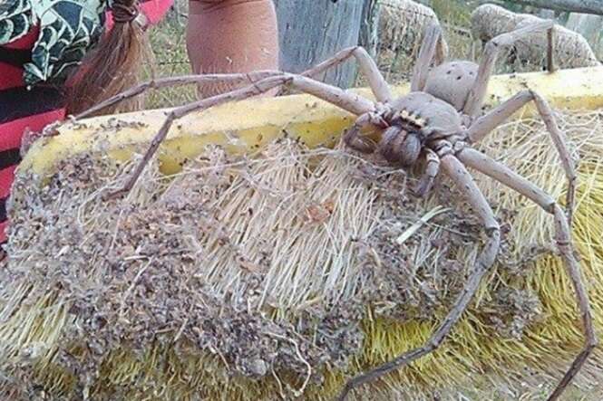 Esta enorme aranha encontrada na Austrália não vai te deixar dormir hoje