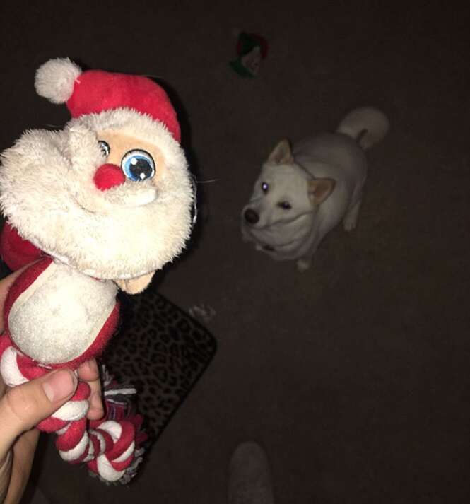 Cadela apaixonada por boneco do Papai Noel é levada para conhecer o bom velhinho e tem reação incrível