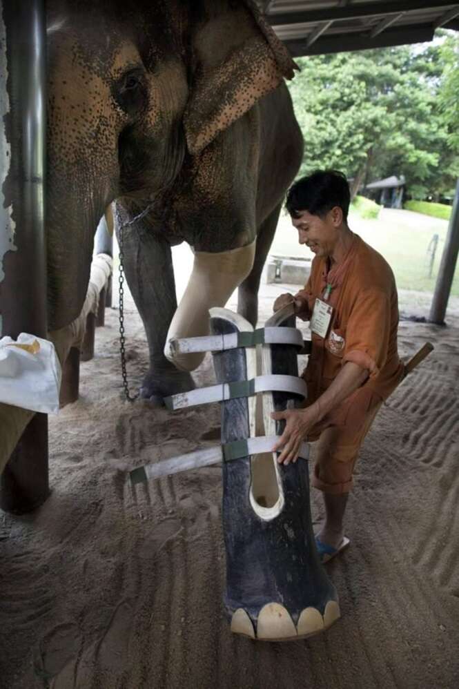 Foto: Tudo Interessante