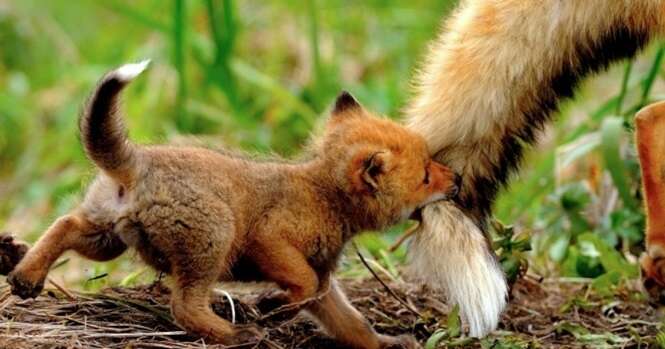 Animais que sabem que podem contar com o amor de suas mães