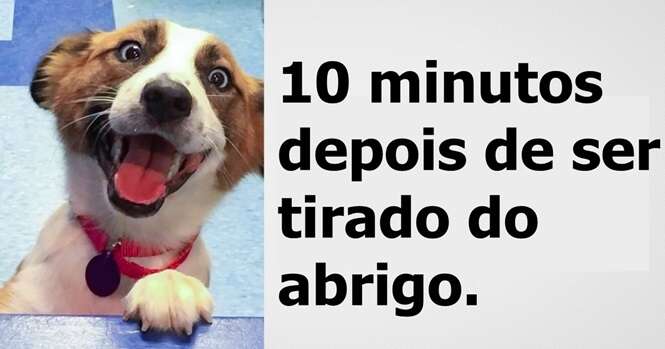 Animais antes e depois de terem sido adotados