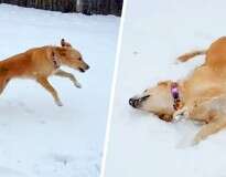 Cachorro vê neve pela primeira vez e sua reação não tem preço