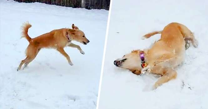 Cachorro vê neve pela primeira vez e sua reação não tem preço