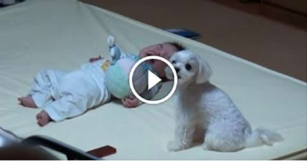 Vídeo: este cãozinho possui uma “técnica” especial para fazer o bebezinho para de chorar