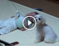 Vídeo: este cãozinho possui uma “técnica” especial para fazer o bebezinho parar de chorar