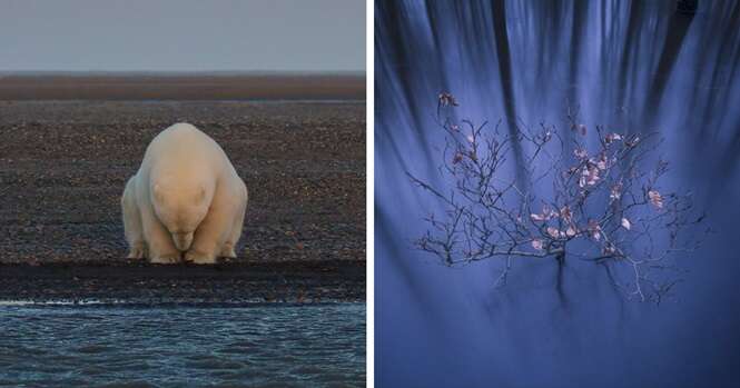 As fotos vencedoras do concurso National Geographic Nature Photographer de 2016