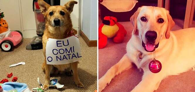 Cães que não ganharão nada do Papai Noel em 2016