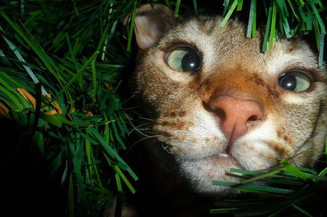 Gatos que só querem ajudá-lo a decorar sua árvore de Natal