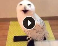 Vídeo: 15 segundos da risada desta coruja vão alegrar o seu dia