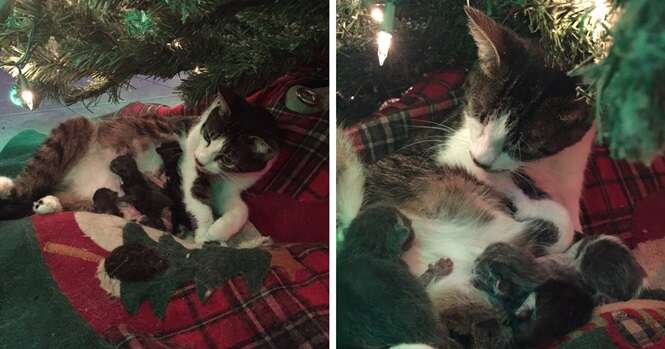 Gatinha dá à luz debaixo de árvore de Natal
