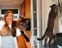 15 gatos que com certeza comeram ração com fermento