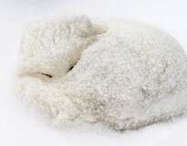 30 fotos impressionantes que farão você se apaixonar por raposas