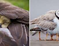 15 imagens lindas de mães aves cuidando de seus filhotes