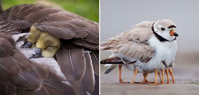 Imagens lindas de mães aves cuidando de seus filhotes