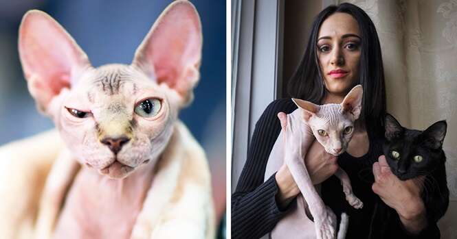 Mulher fica chocada ao perceber que comprou gato com pelos raspados pensando se tratar de felino da raça Sphynx